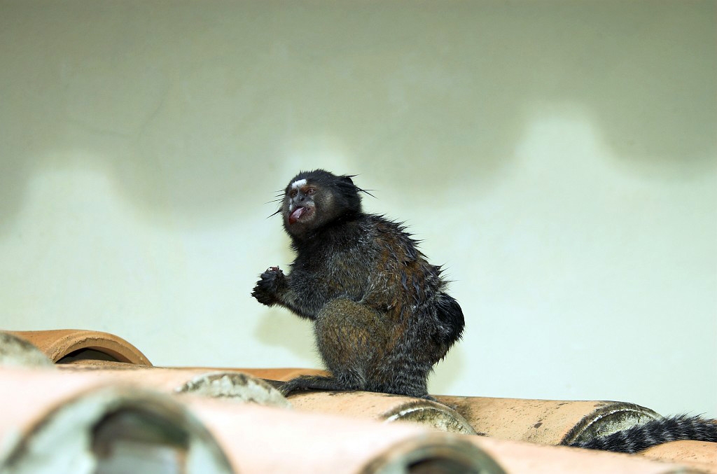 Marmoset Canastra-02.jpg - Tufted-ear Marmoset (Clitoris jacchus), Brazil 2005